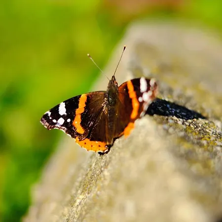 Дом отдыха House Podhamer Marijan *