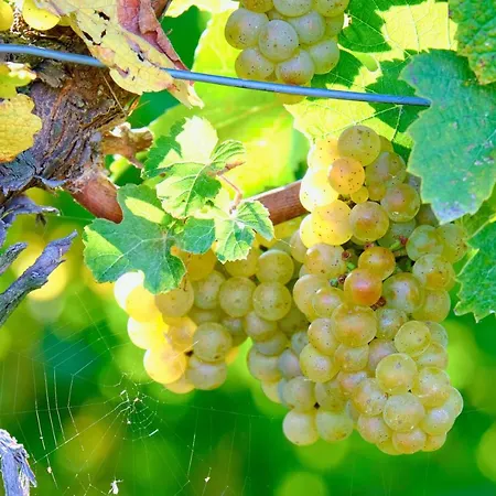 House Podhamer Marijan Дом отдыха *