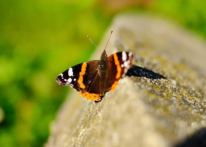 Vakantiehuis House Podhamer Marijan *