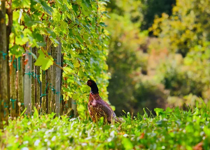 Casa vacanze House Podhamer Marijan