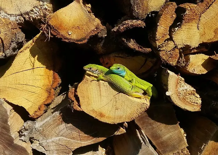 House Podhamer Marijan Σπίτι διακοπών Ljutomer